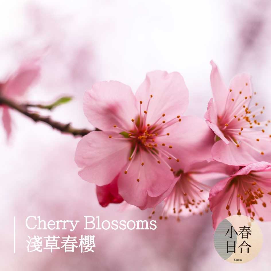 淺草春櫻香精。花香香味。擴香DIY。分裝瓶。10ml 30ml 50ml 100ml【小春日合x材料坊】:圖片 2